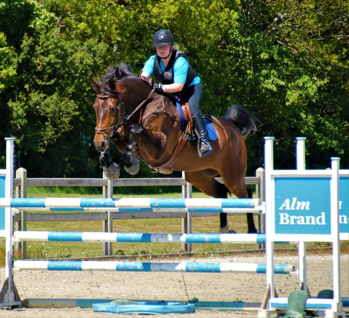 Dansk Varmblod Leo billede 15