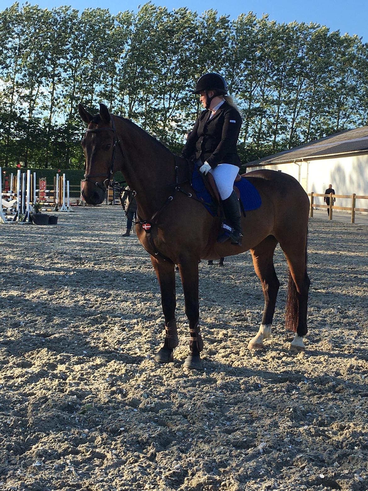 Dansk Varmblod Leo billede 17