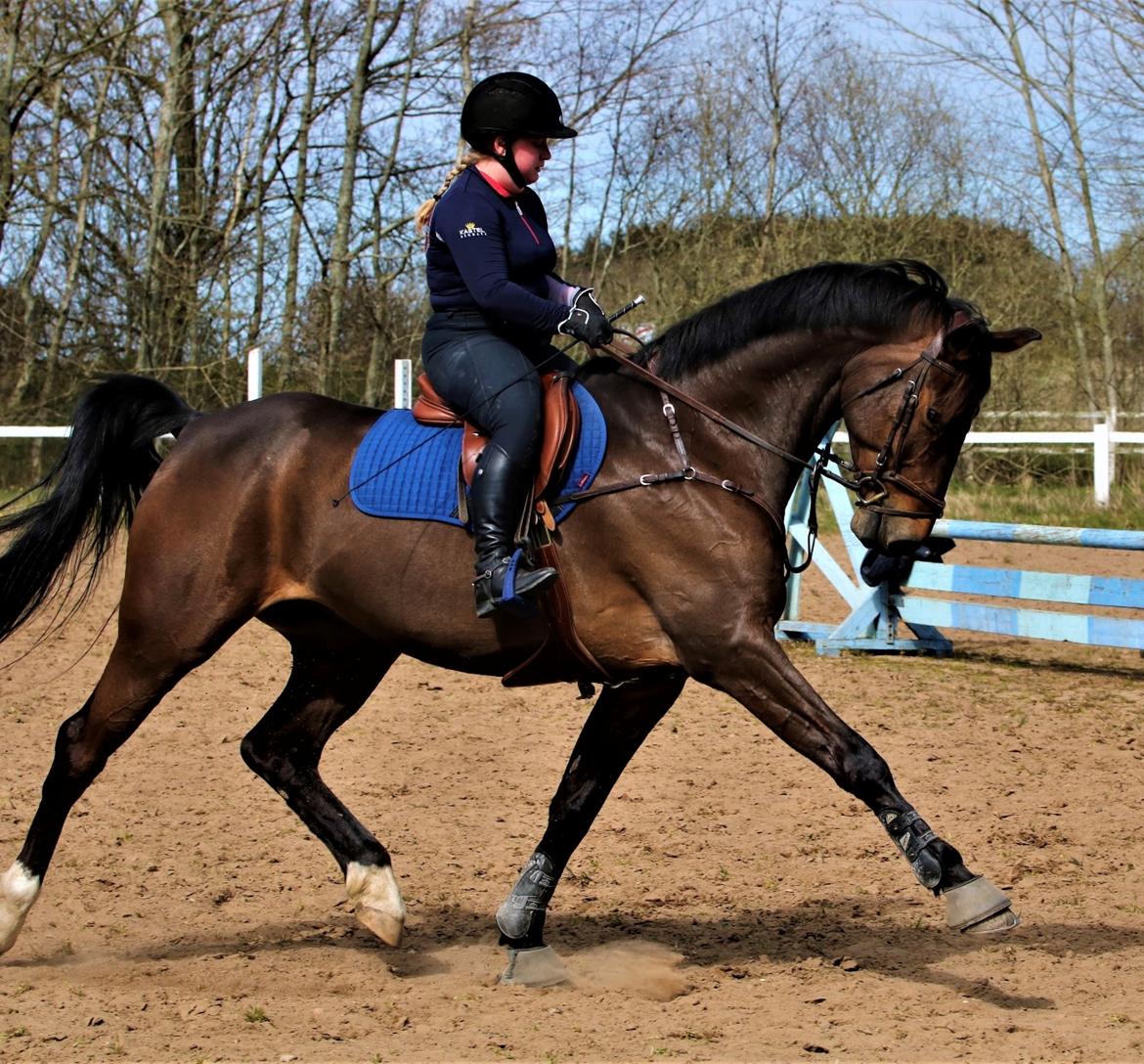 Dansk Varmblod Leo billede 14