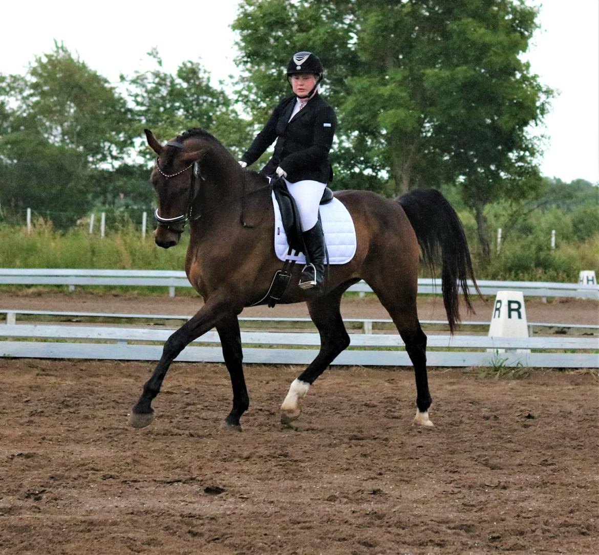 Dansk Varmblod Leo billede 20