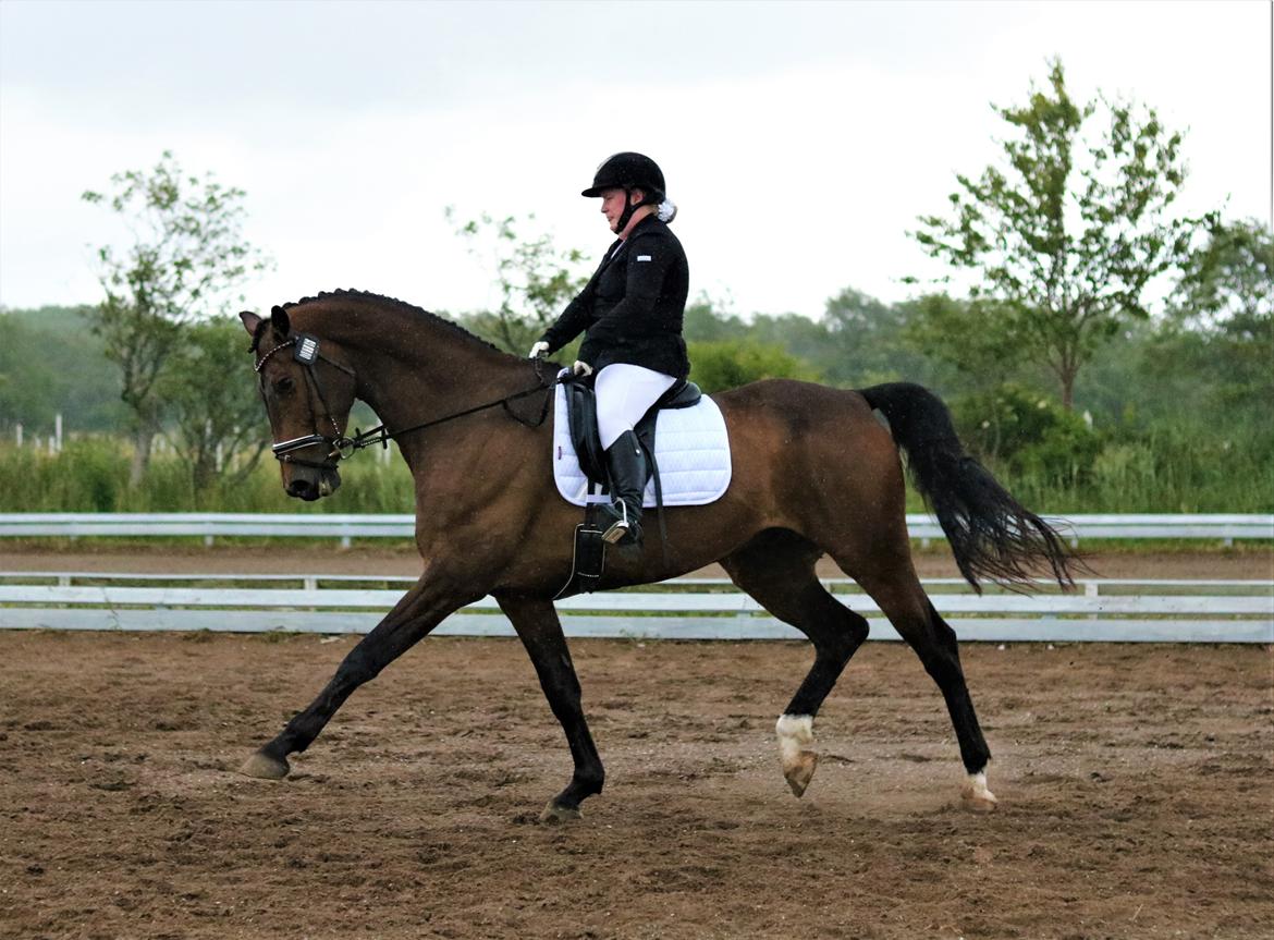 Dansk Varmblod Leo billede 18