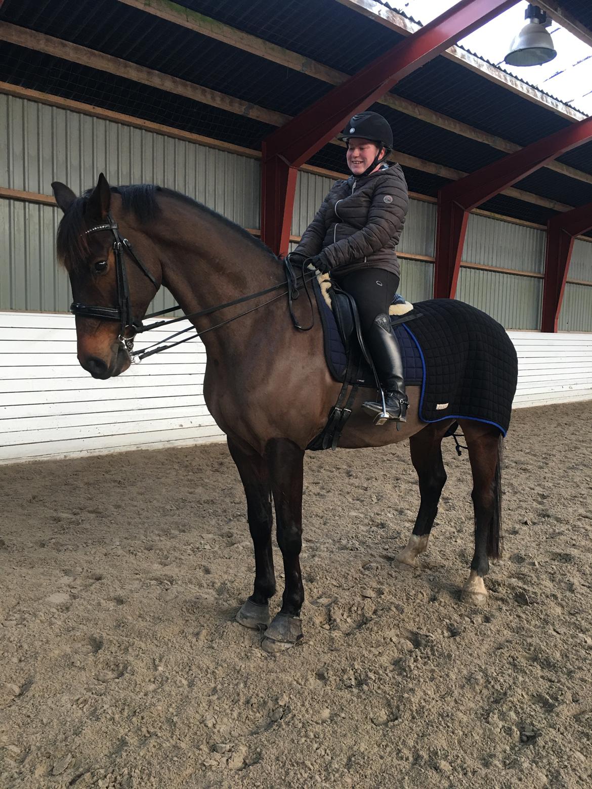 Dansk Varmblod Leo billede 19