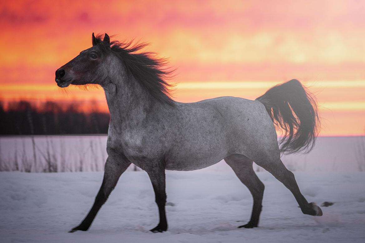 Anden særlig race Manou  *Klubmester spring 2012* billede 1