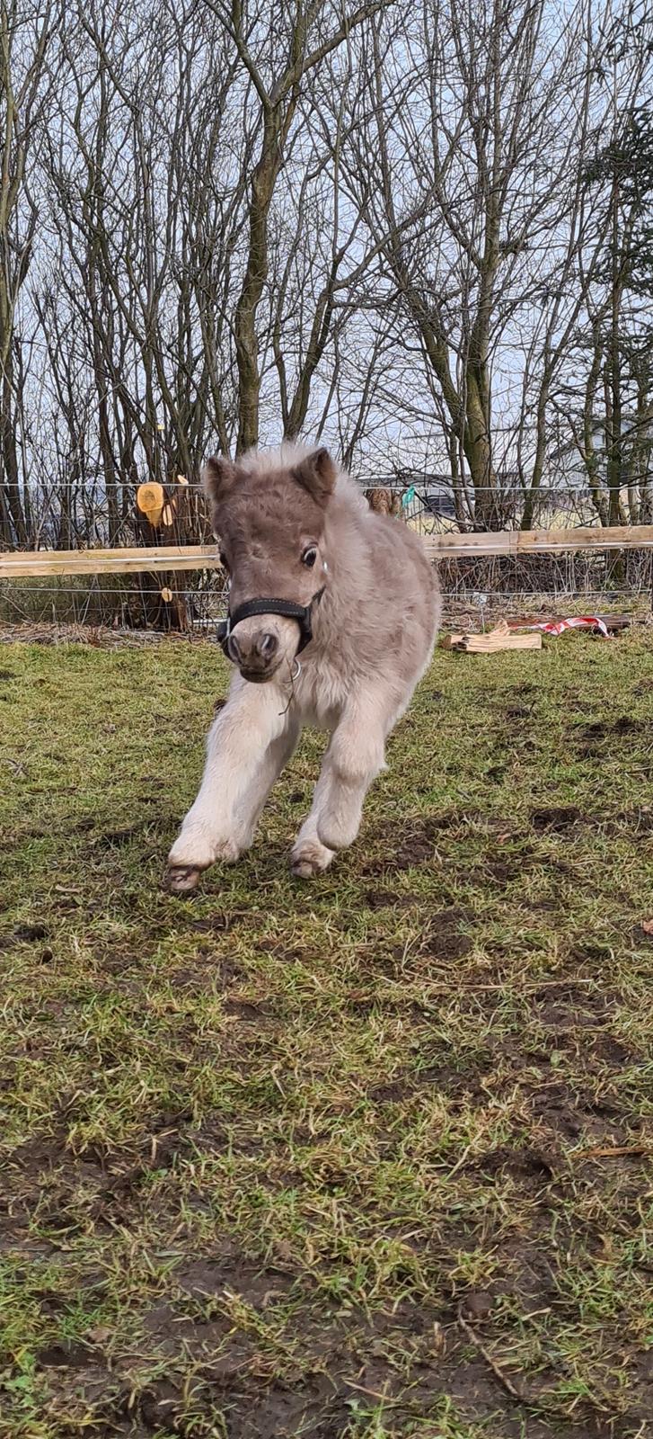 Shetlænder Glory A Bacoon billede 2