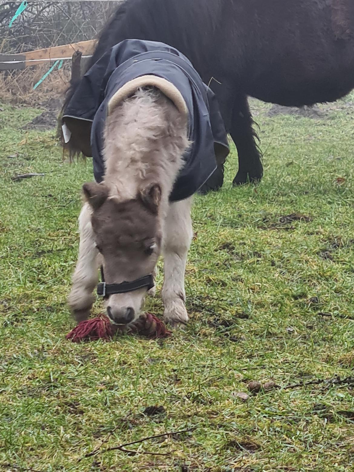 Shetlænder Glory A Bacoon billede 5