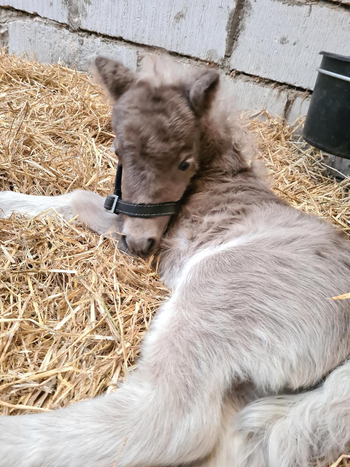 Shetlænder Glory A Bacoon billede 6