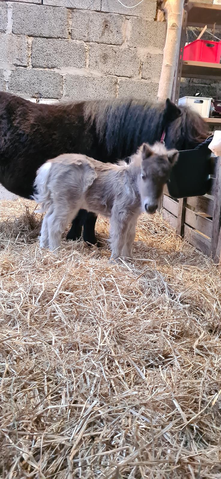 Shetlænder Glory A Bacoon billede 7