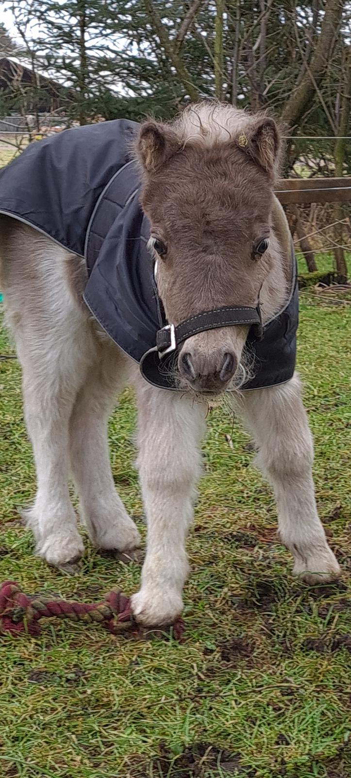 Shetlænder Glory A Bacoon billede 4
