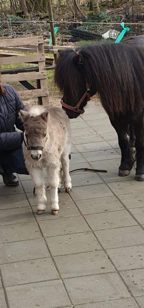Shetlænder Glory A Bacoon billede 8