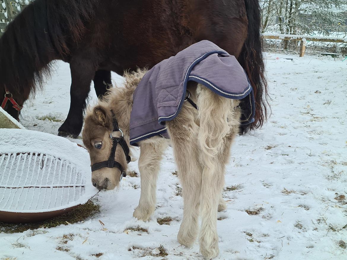 Shetlænder Glory A Bacoon billede 9