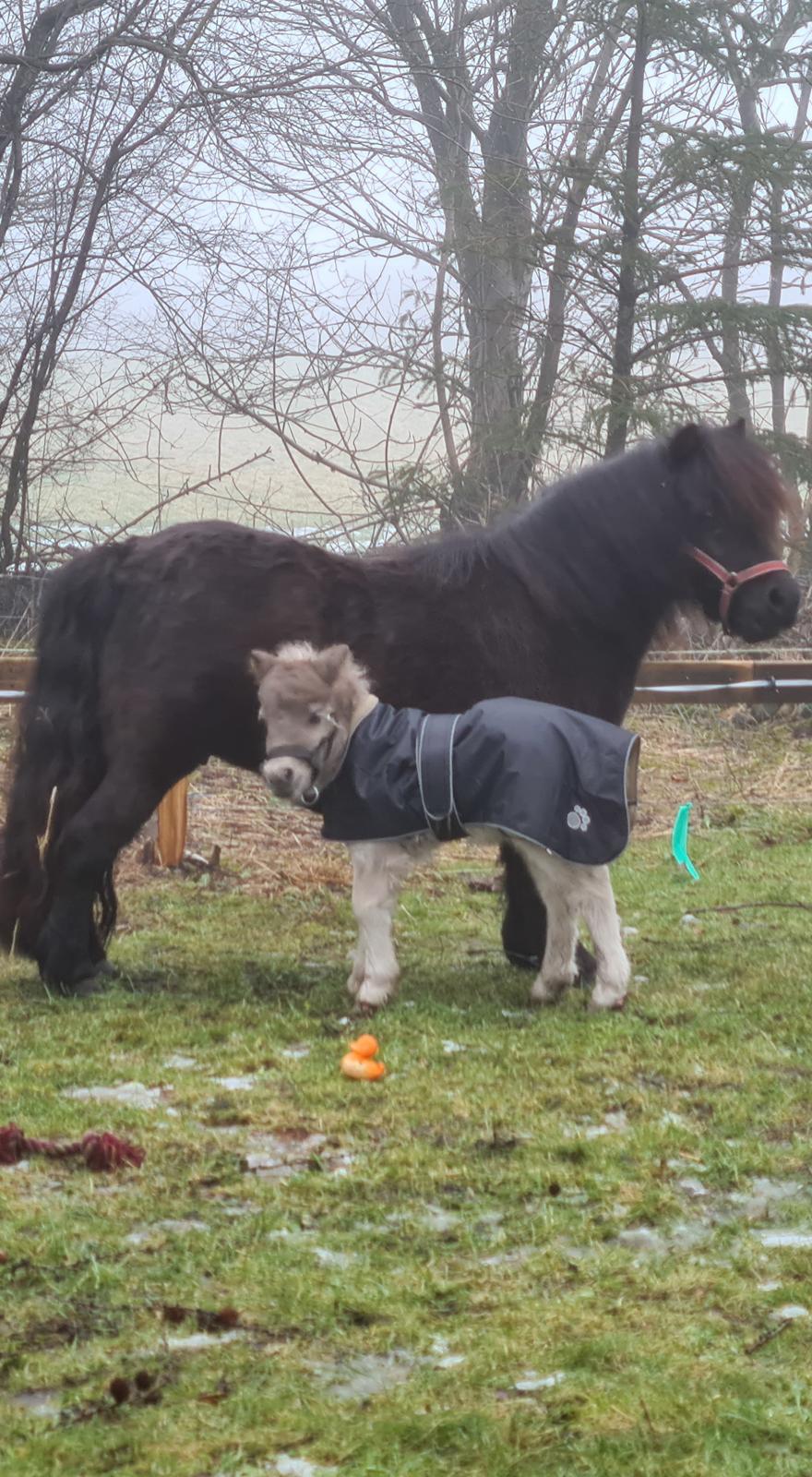 Shetlænder Glory A Bacoon billede 10