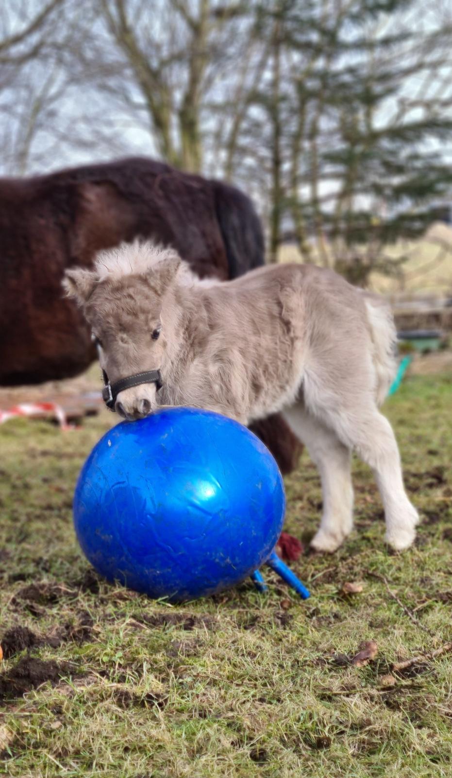 Shetlænder Glory A Bacoon billede 3