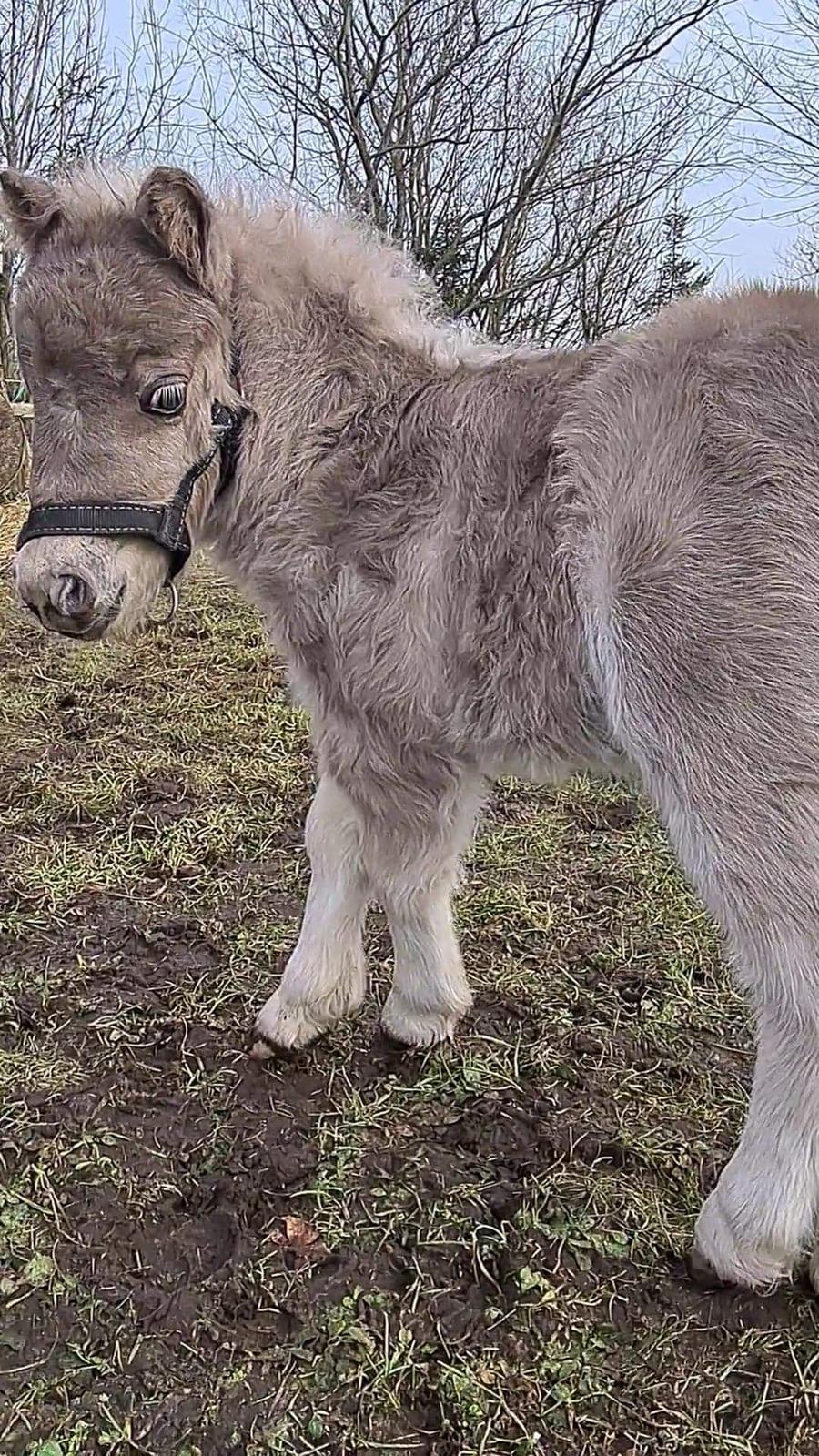 Shetlænder Glory A Bacoon billede 1