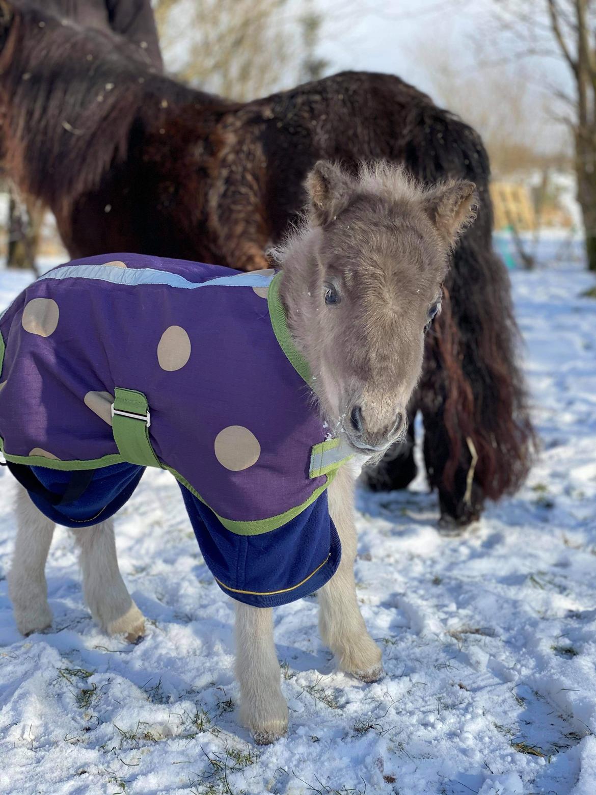 Shetlænder Glory A Bacoon billede 11