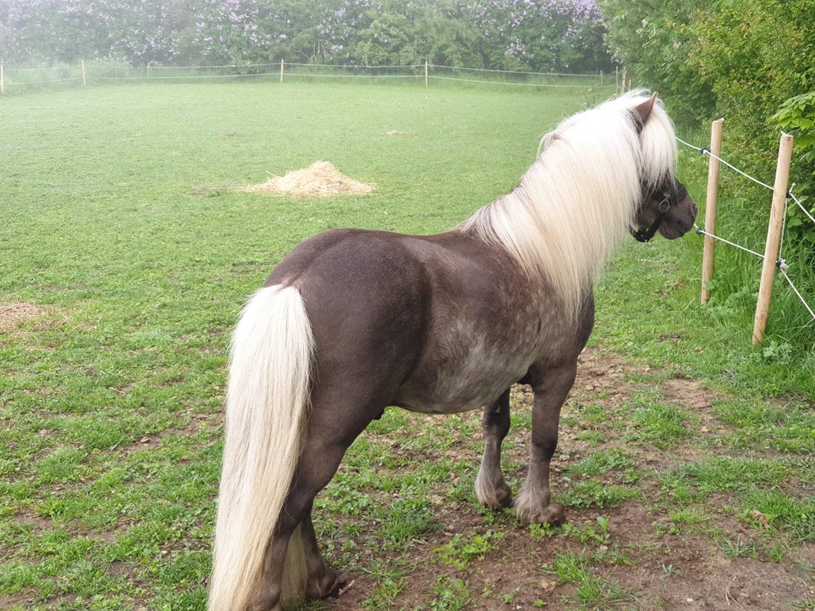 Shetlænder Silver - Forår 2020 billede 3