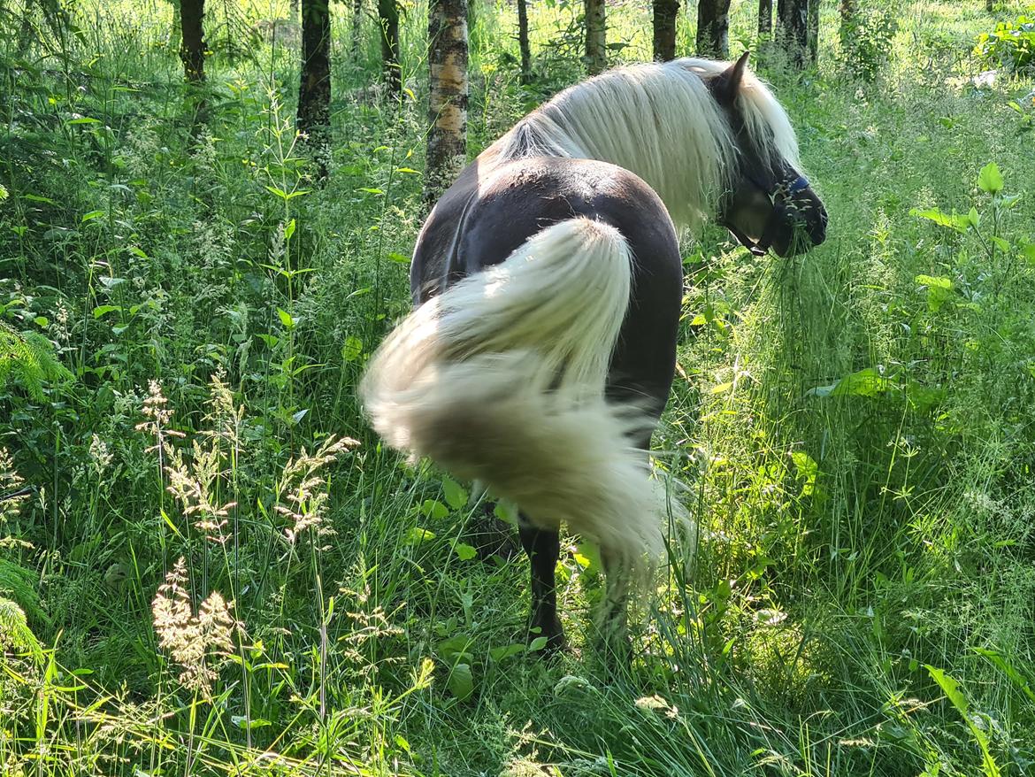 Shetlænder Silver - Sommer 2020 billede 2