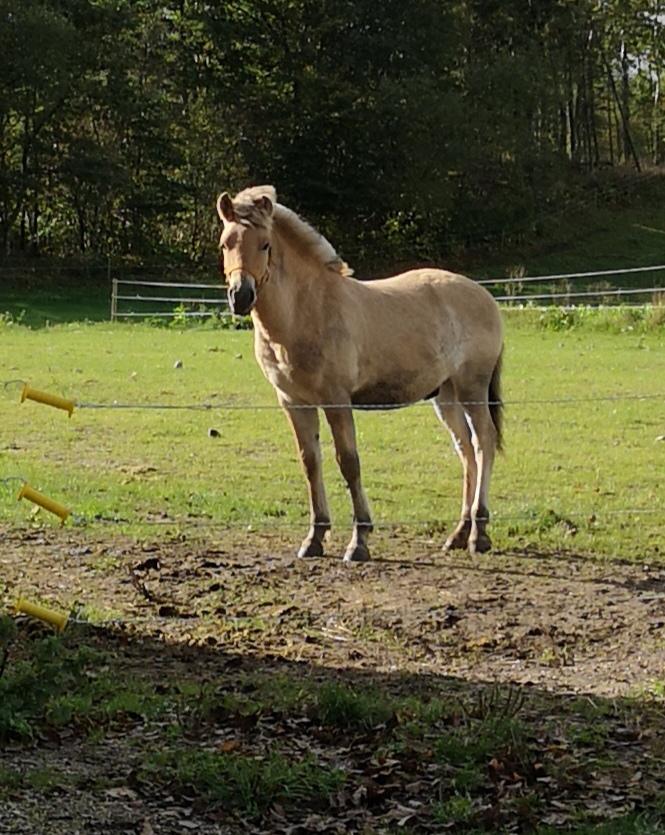 Fjordhest Karlo Kraghede  billede 1
