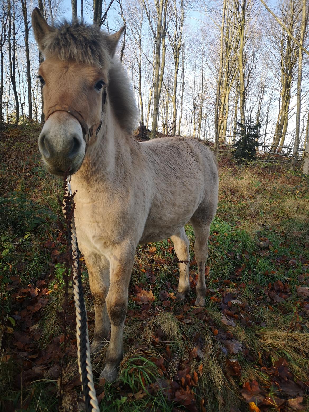 Fjordhest Karlo Kraghede  billede 11