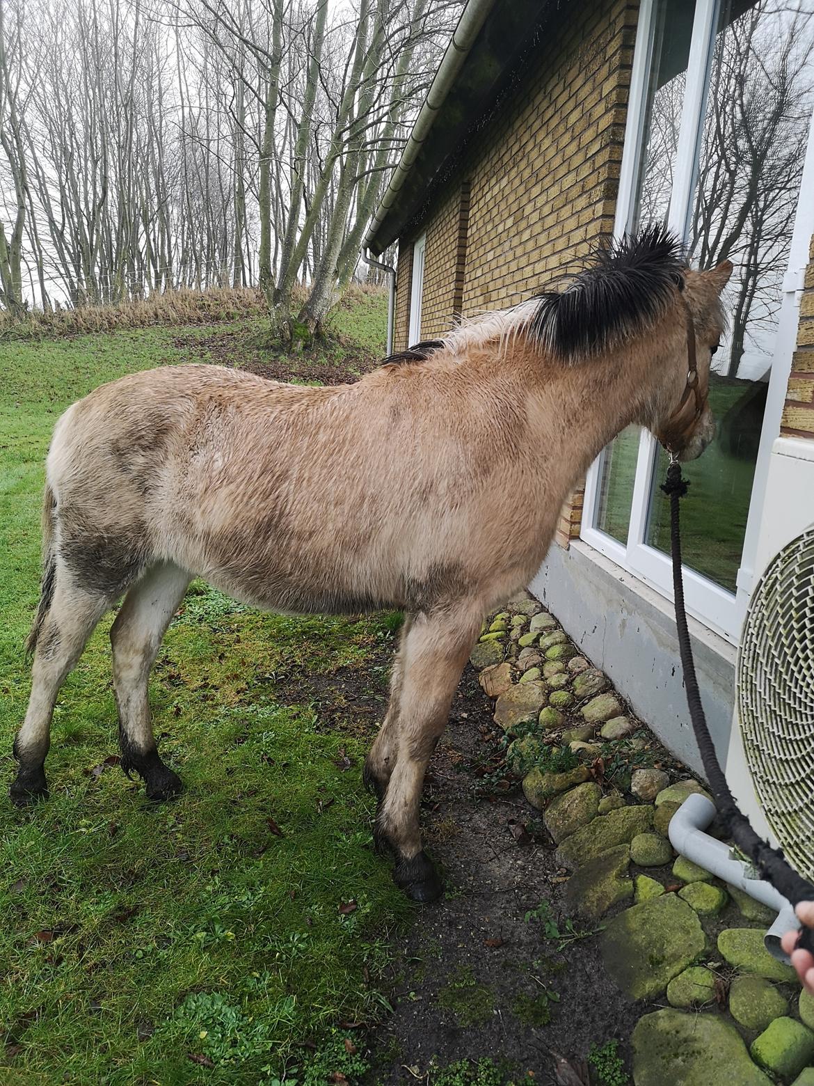 Fjordhest Karlo Kraghede  billede 5