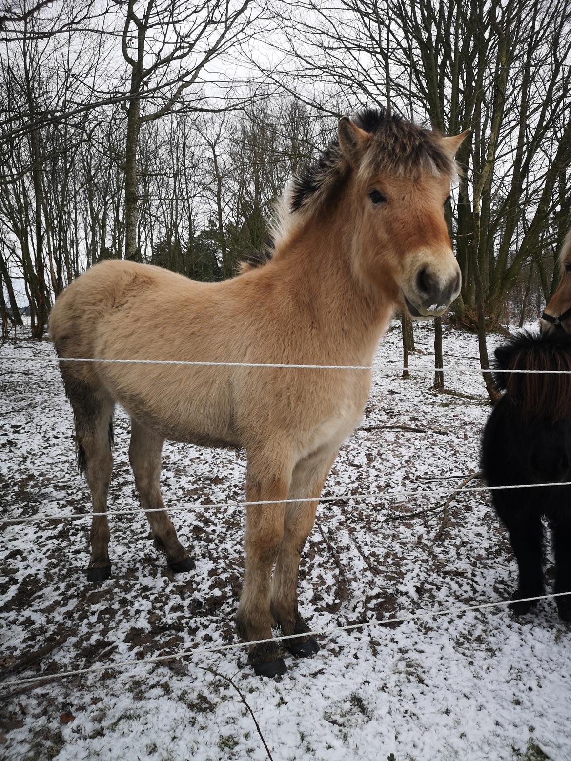 Fjordhest Karlo Kraghede  billede 7