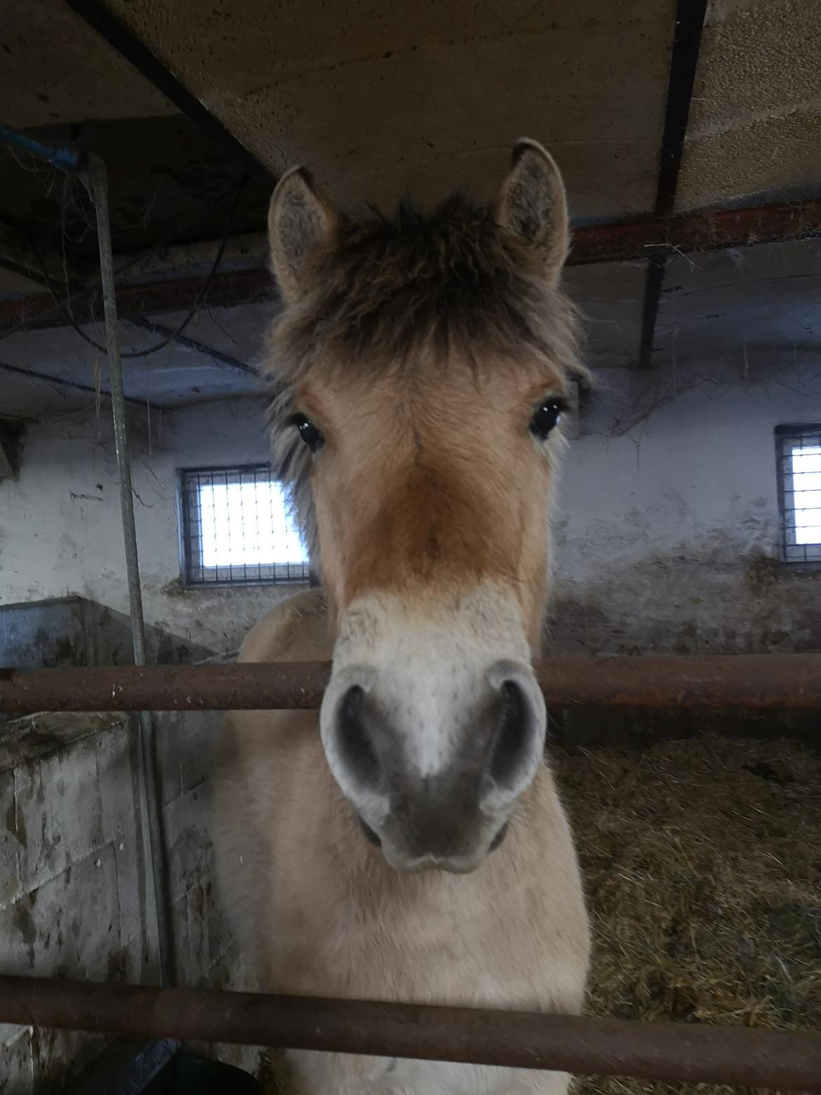 Fjordhest Karlo Kraghede  billede 8