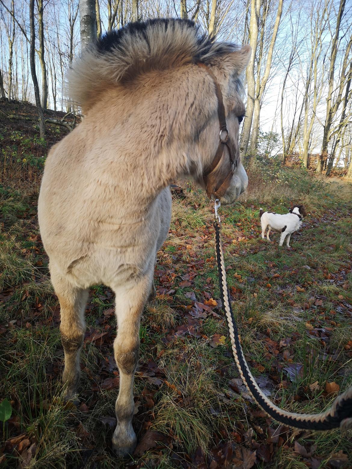 Fjordhest Karlo Kraghede  billede 9