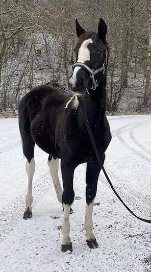 Pinto Kilgast's Afrodite aka Affe billede 1