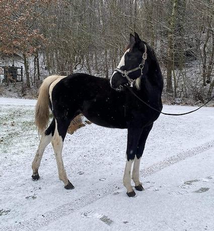 Pinto Kilgast's Afrodite aka Affe billede 8