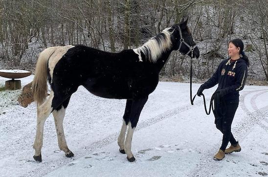 Pinto Kilgast's Afrodite aka Affe billede 2