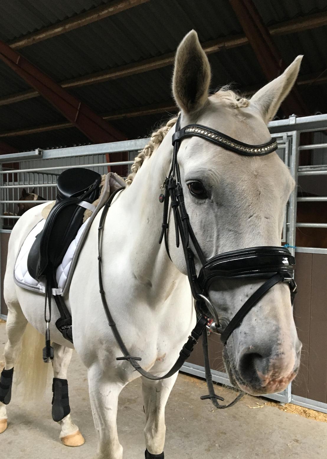 Holstener La-canyo billede 15