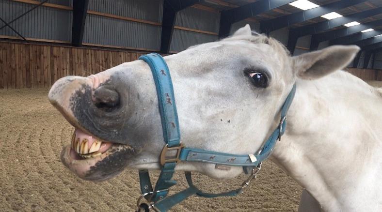 Holstener La-canyo billede 6