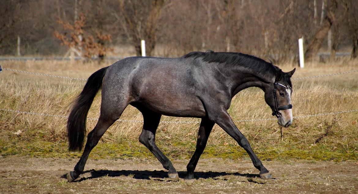 Dansk Varmblod Quinta billede 16