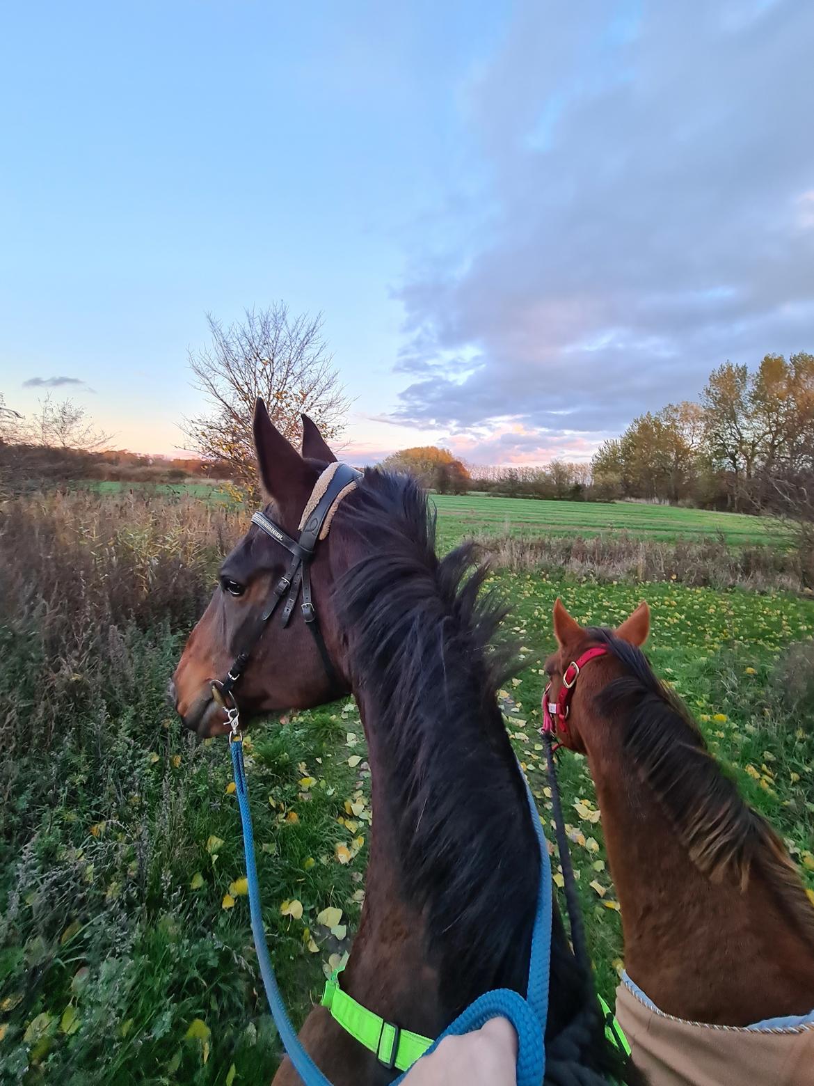 Tysk Sportspony Any billede 22