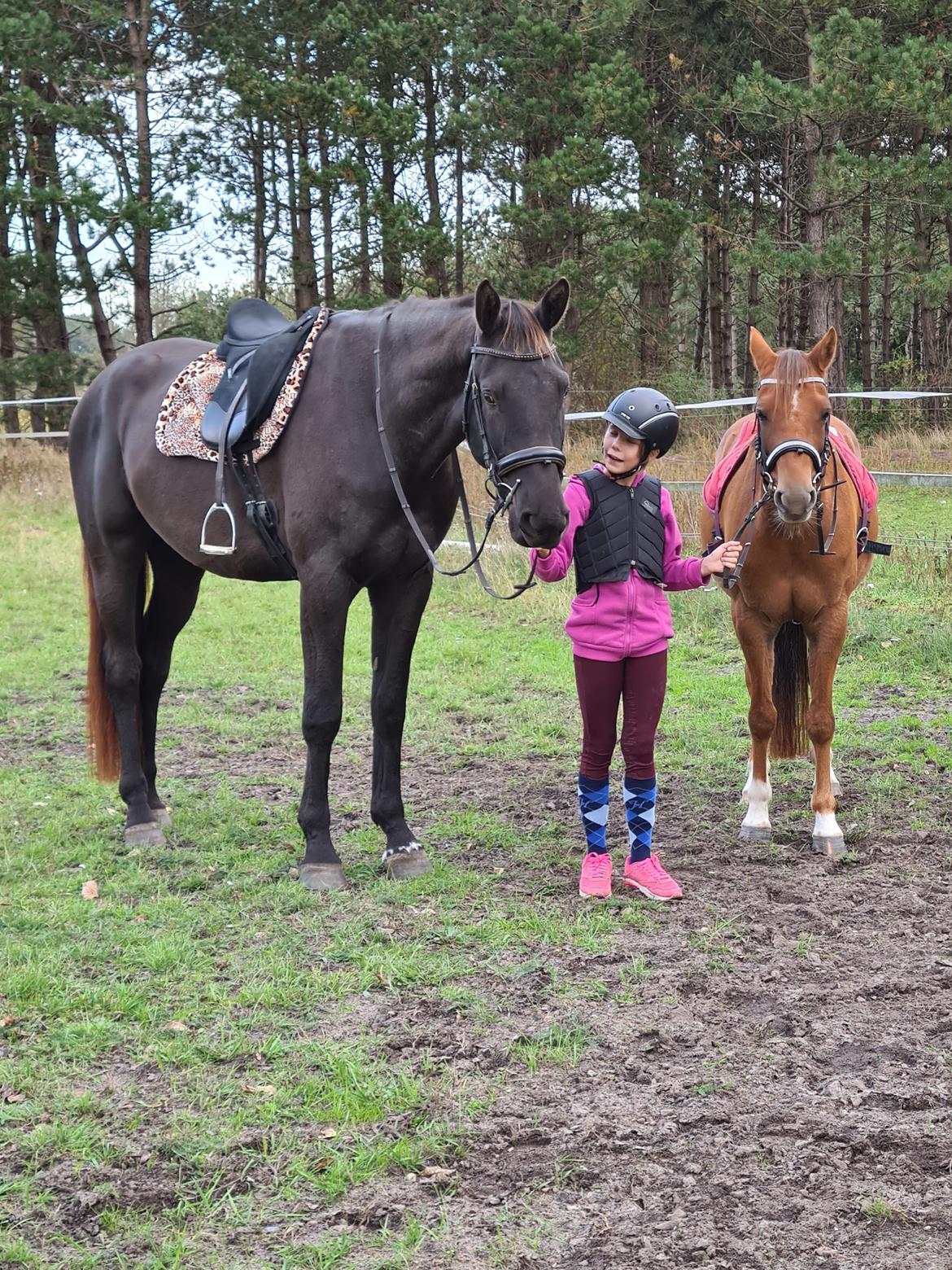 Tysk Sportspony Any billede 23