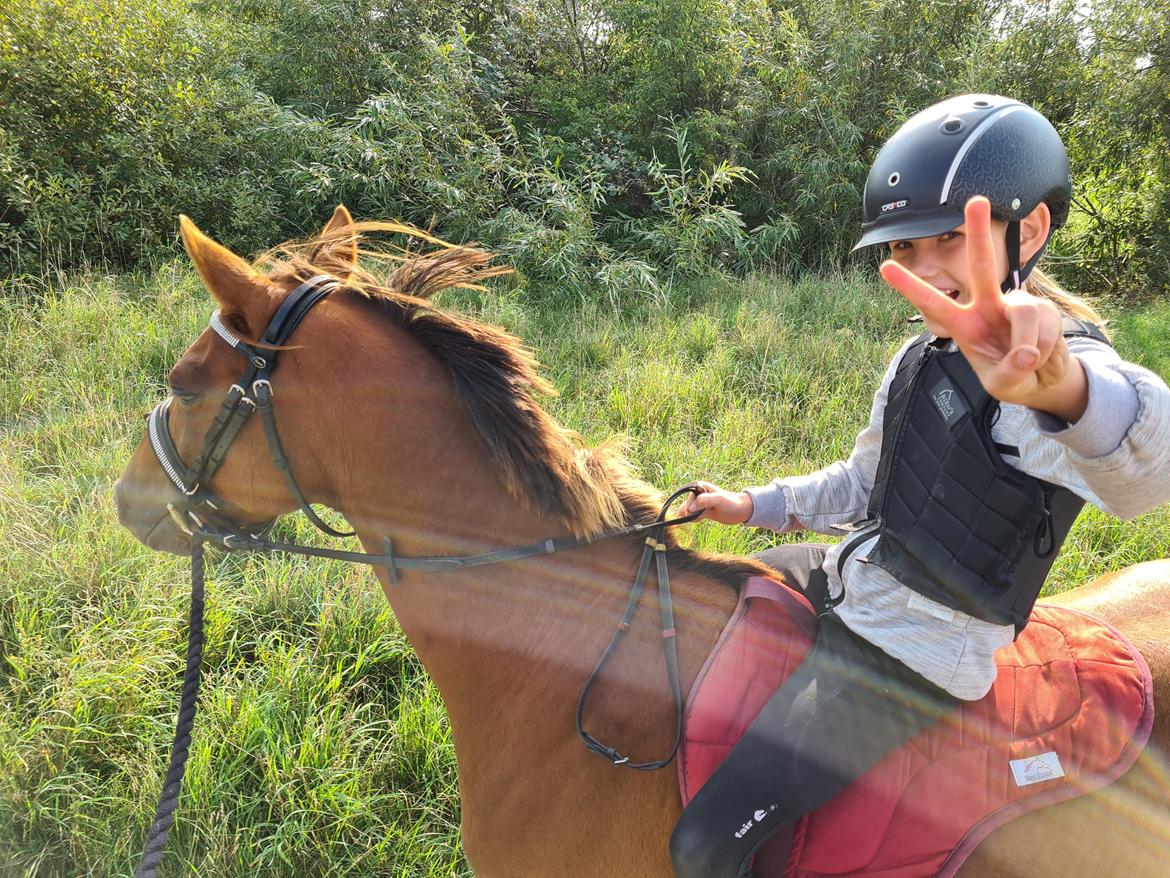 Tysk Sportspony Any billede 24