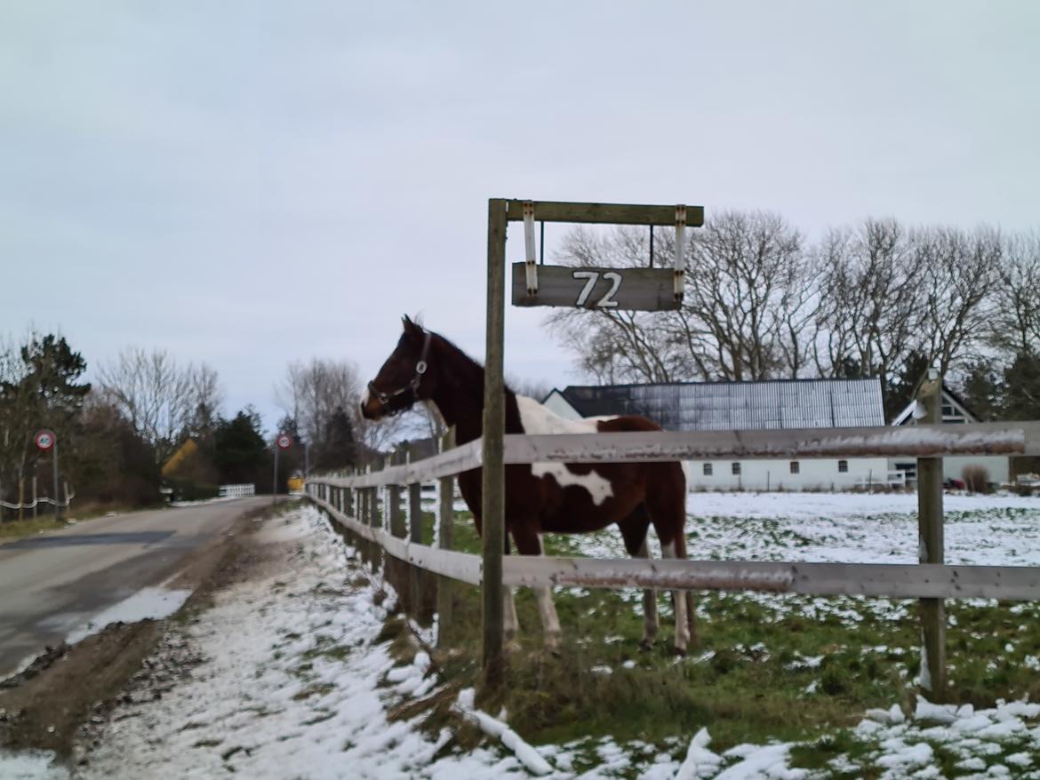 Pinto Pachanga's Anna billede 12