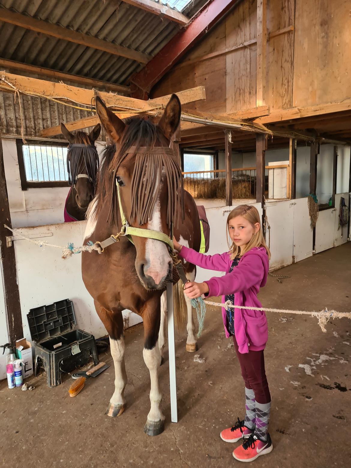 Pinto Pachanga's Anna billede 17