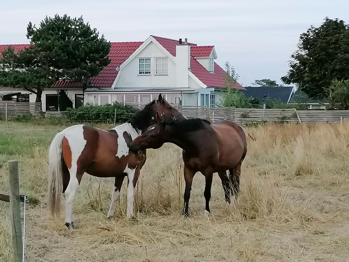 Pinto Pachanga's Anna billede 19