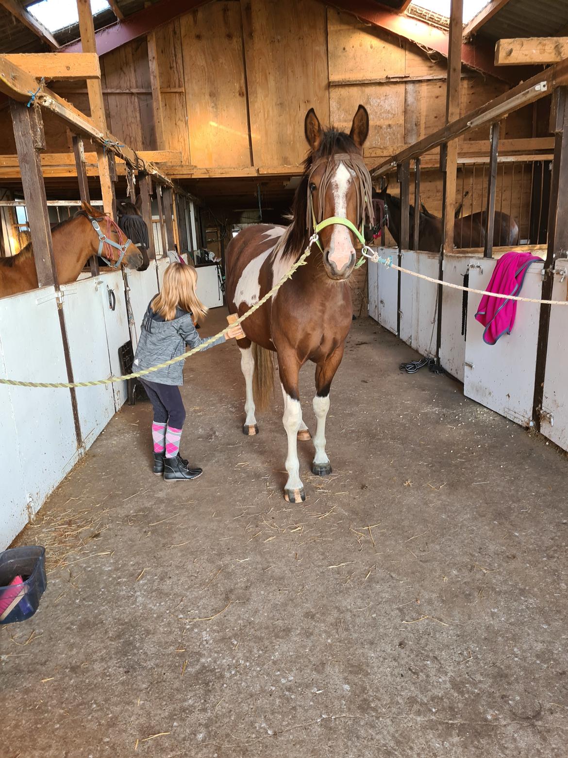 Pinto Pachanga's Anna billede 15