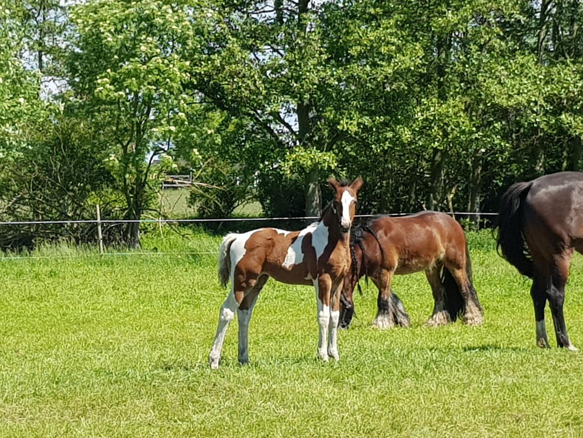 Pinto Pachanga's Anna billede 28