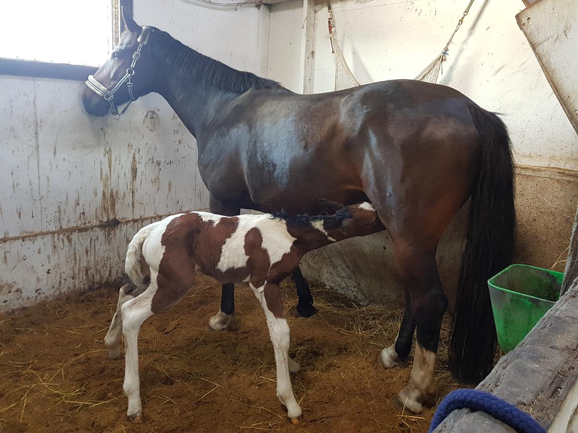 Pinto Pachanga's Anna billede 22