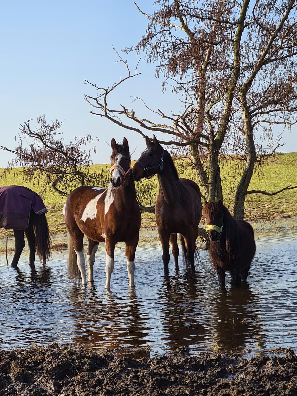 Pinto Pachanga's Anna billede 8