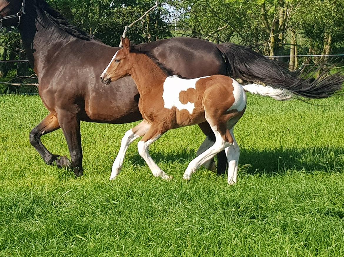 Pinto Pachanga's Anna billede 25