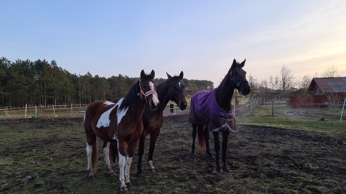 Pinto Pachanga's Anna billede 9