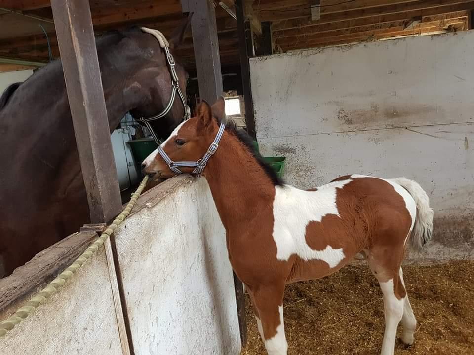 Pinto Pachanga's Anna billede 31