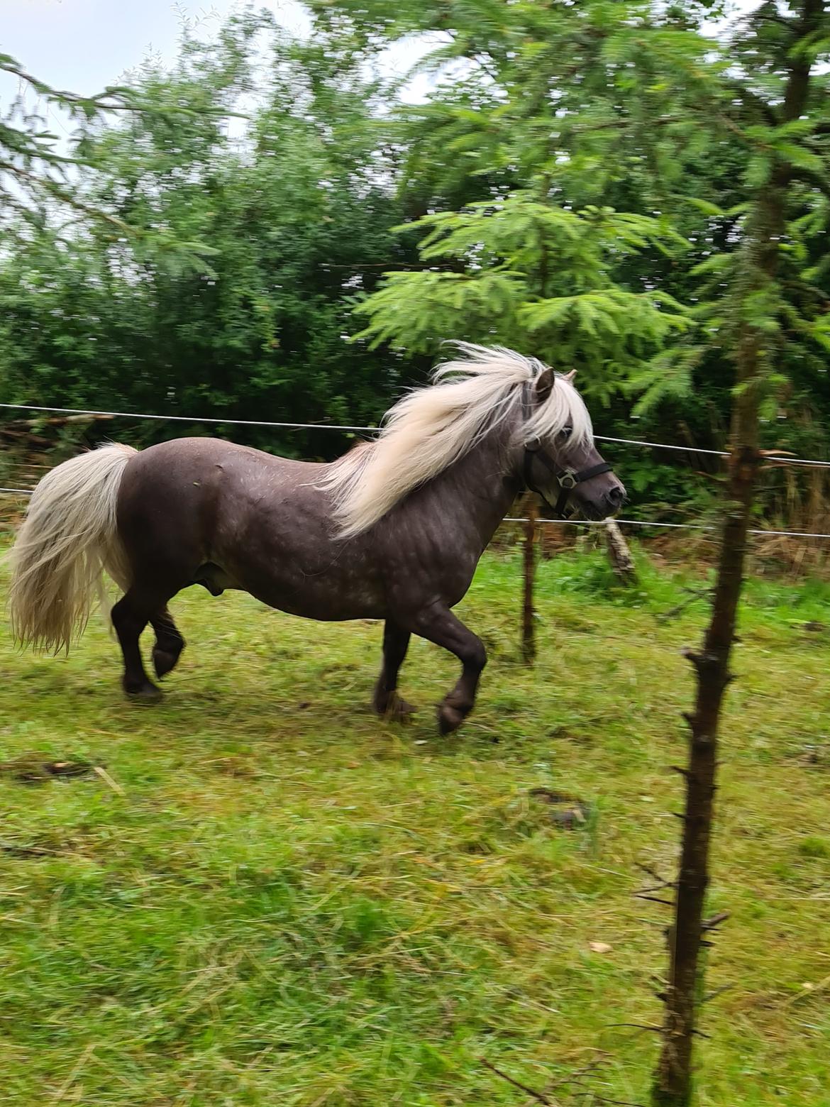 Shetlænder Silver billede 5
