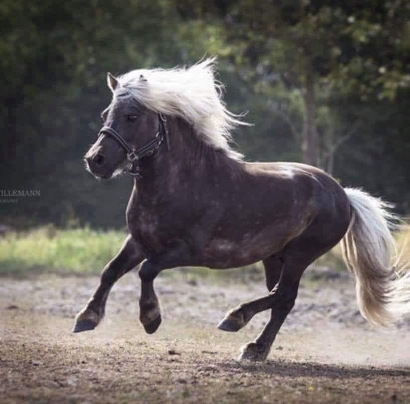 Shetlænder Silver billede 1