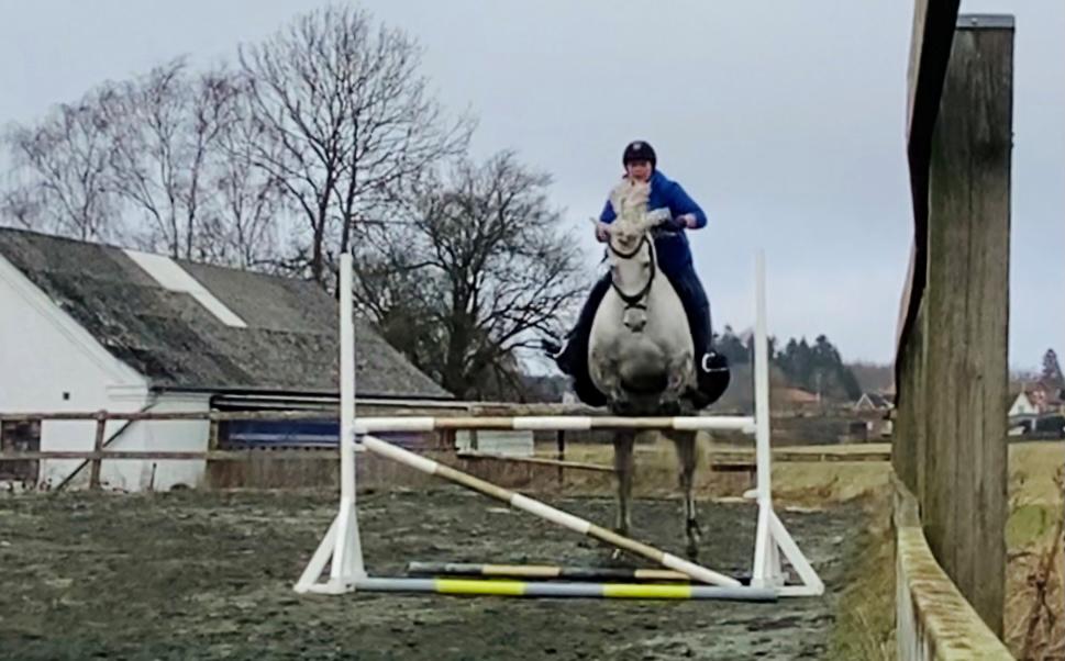 Lusitano Gladiador billede 9