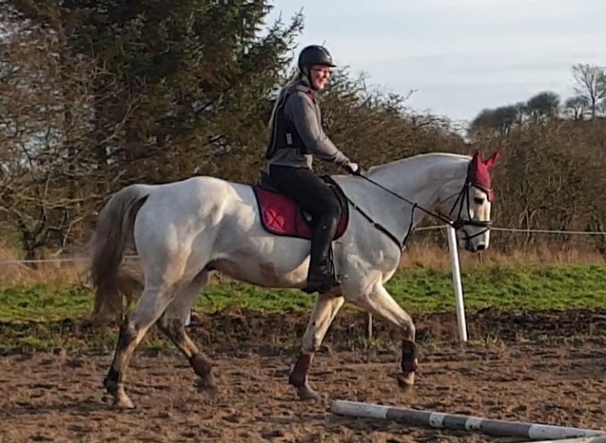 Dansk Varmblod Ronaldo  billede 8