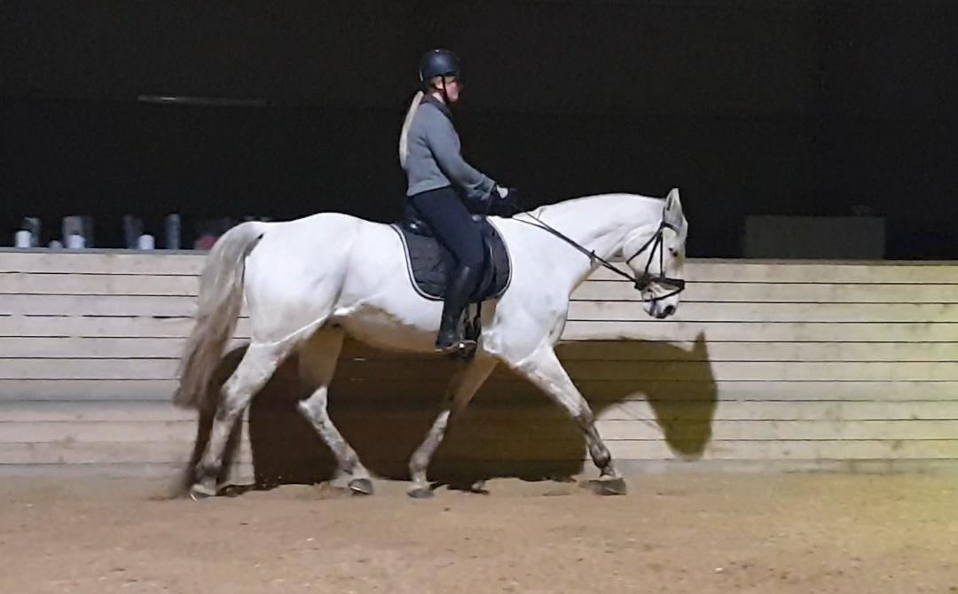 Dansk Varmblod Ronaldo  billede 11